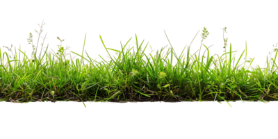 trasparente ritagliare di lussureggiante verde erba png