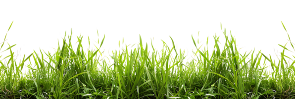 vert herbe sur transparent isolé image png