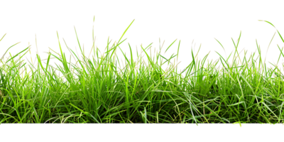 Transparent Background Isolated Green Grass png