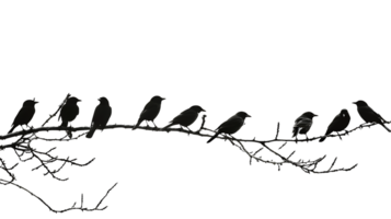 Transparent Background Cutout of Flock of Birds png