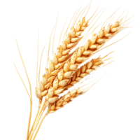 Transparent Background Isolated Wheat Ears png