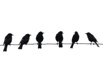 Flock of Birds Isolated Transparent Cutout png