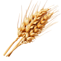 Isolated Wheat Ears Clear Background png