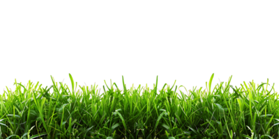 Isolated Green Grass on Clear Background png