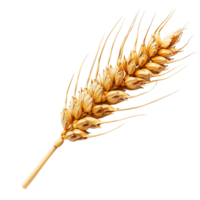 Clear Background Isolated Wheat Ears png