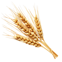 chiaro sfondo ritagliare di Grano orecchie png