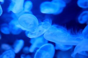 blue jellyfish marine theme background for any advertising text calming relaxation to sleep music Aurelia is genus of scyphozoan jellyfish, commonly called moon jellies. Vancouver Aquarium, BC, Canada photo