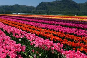 beautiful huge field with multi-colored tulips leaving in the mountains Canada Vancouver beauty purity flora spring Camping walk in the field no people morning day ecology photo