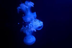 Cyanea capillata lion's mane jellyfish is confined to cold, boreal waters of the Arctic, northern Atlantic, and northern Pacific Oceans photo