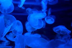 blue jellyfish marine theme background for any advertising text calming relaxation to sleep music Aurelia is genus of scyphozoan jellyfish, commonly called moon jellies. Vancouver Aquarium, BC, Canada photo