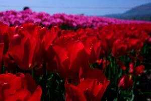 A field of vibrant, red tulips blooms in springtime. photo