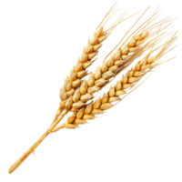 Grano orecchie su trasparente isolato Immagine png