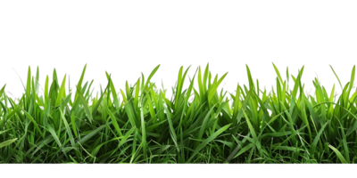 Isolated Green Grass Clear Background png