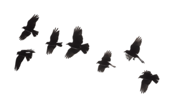 Isolated Birds Flock with Transparent Background png