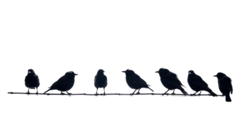 Isolated Flock of Birds Clear Background png