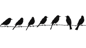 Birds Flock Cutout Transparent Background png