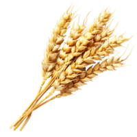 Wheat Ears Cutout Transparent Background png