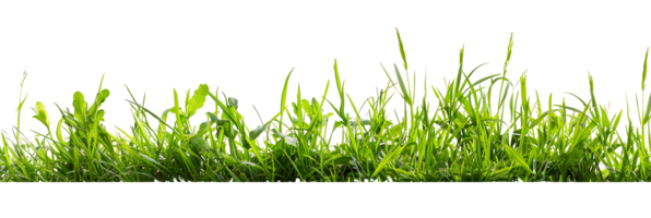 Green Grass Isolated Transparent Cutout png