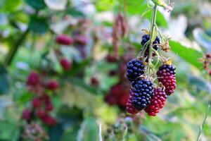 Branches with blackberries on bush in garden photo
