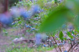 Blueberries growing on a bush on a farm photo