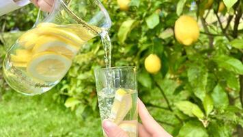 against the background of a lemon tree, lemonade is poured into a glass from a transparent glass jug photo