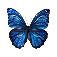 Blue butterfly isolated on transparent background png