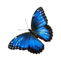 blauw vlinder geïsoleerd Aan transparant achtergrond png