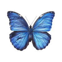 Blue butterfly isolated on transparent background png