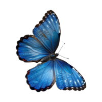 blauw vlinder geïsoleerd Aan transparant achtergrond png