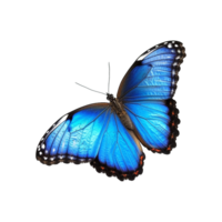 Blue butterfly isolated on transparent background png