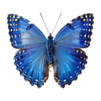 blauw vlinder geïsoleerd Aan transparant achtergrond png