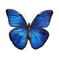 blauw vlinder geïsoleerd Aan transparant achtergrond png