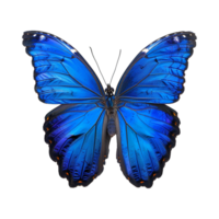 Blue butterfly isolated on transparent background png
