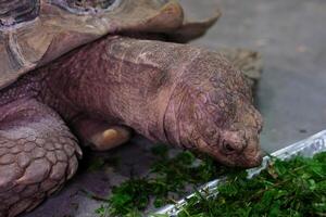 un con espuelas Tortuga latín centrochelys sulcata con un hermosa cáscara modelo en pie en verde césped en un claro soleado día. animales mamíferos reptiles zoológicos. foto