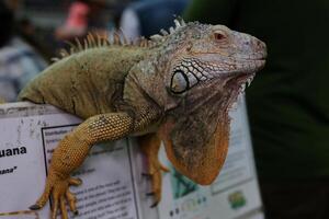 A green iguana blinking and moving slowly photo