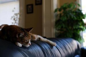 Graceful old cat on the sofa at home photo