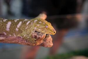 Close-up of The Head Of New Caledonian Giant Gecko On Tree Branch. photo