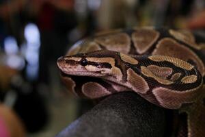 Bredli centralian carpet python snake sitting on a branch photo