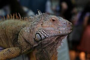 Big green iguana in terrarium photo