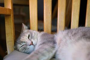 Cat sleeps on the table in the bar photo