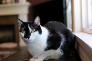 black and white cat standing in front of window and flower in background photo