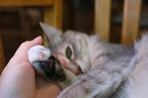 Close up cat's paw with long and sharp claws when cat scratching or kneading owner hand photo