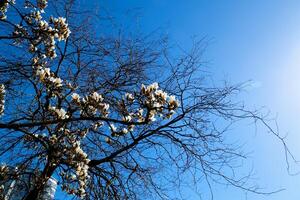 large magnolia flowers against the background of withered branches of another tree of life death comparison Magnolia x soulangeana, against a blue sky Cambridge, Massachusetts. photo