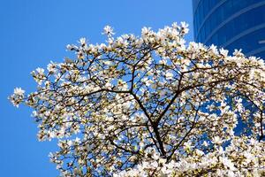 Burrard Station beautiful trees bloom in spring in april near skyscrapers and skytrain station magnolia cherry blossom japanese sakura white red flowers engulf blue sky without clouds downtown view photo