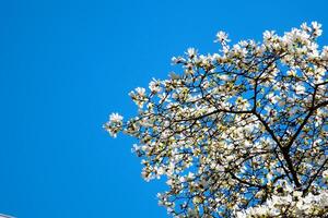 white magnolia flowers spring against sky banner with cherry blossoms on sunny background Beautiful spring background of nature with a branch of flowering cherry blossoms. Copy location for text photo