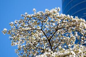 cierne Cereza y magnolia arboles rascacielos azul cielo sin nubes hermosa ramas decorado con flores en grande ciudad de Vancouver en Canadá burarrd estación limpieza frescura primavera foto