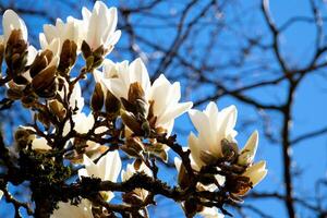 large magnolia flowers against the background of withered branches of another tree of life death comparison Magnolia x soulangeana, against a blue sky Cambridge, Massachusetts. photo