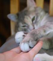 Portrait of Cat Claw Focus.Close up at cat's paws lying on bed. photo