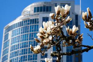 Cereza flores en lleno floración en el ciudad floreciente sakura Cereza florecer rama con rascacielos edificio en antecedentes en primavera, vancouver, antes de Cristo, Canadá. david justicia parque foto