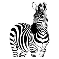 Illustrator Zebra design vector